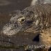 dragon_komodo_hsb_rinca_h_1147_kom2926.jpg